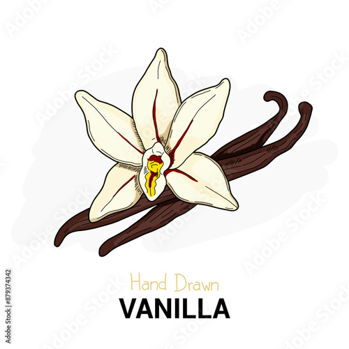 Hand drawn colorful Vanilla isolated on background