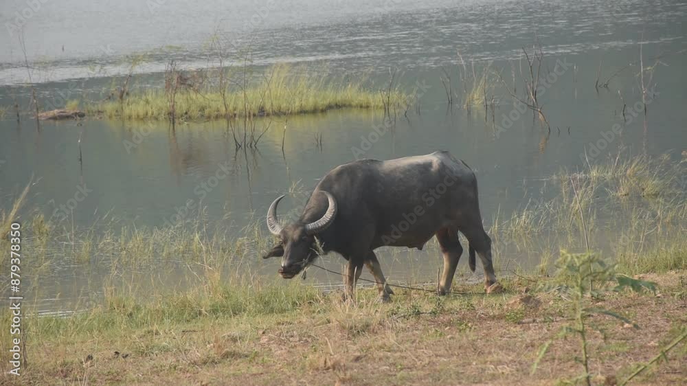 Thai buffalo feeding grass on field at Klong bot water reservoir lake in Thailand Thai buffalo feeding grass on field at Klong bot water reservoir lake in Thailand