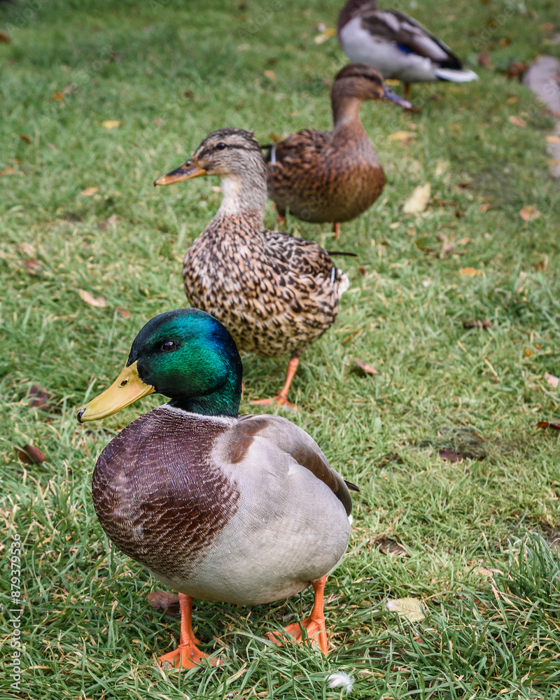 Ducks in Local city park in Transfiguration Cathedral in Zelenogradsk. Russia