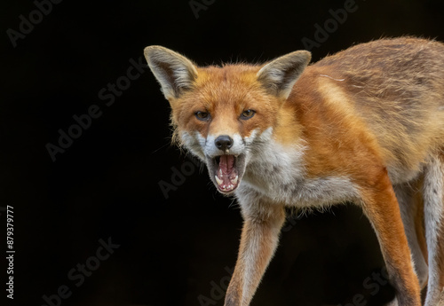 Close up of a beautiful fox eating with black background