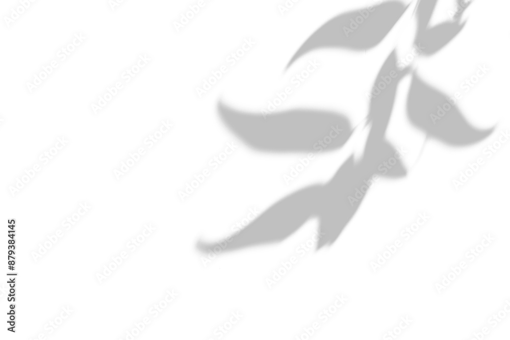 Plant shadow png, Botanical shadow in transparent background, design palm tropical leaves. Black and white branch shadow overlay effect. For business cards, Plant shadow png, Botanical shadow in transparent background, design palm tropical leaves. Black and white branch shadow overlay effect. For business cards,