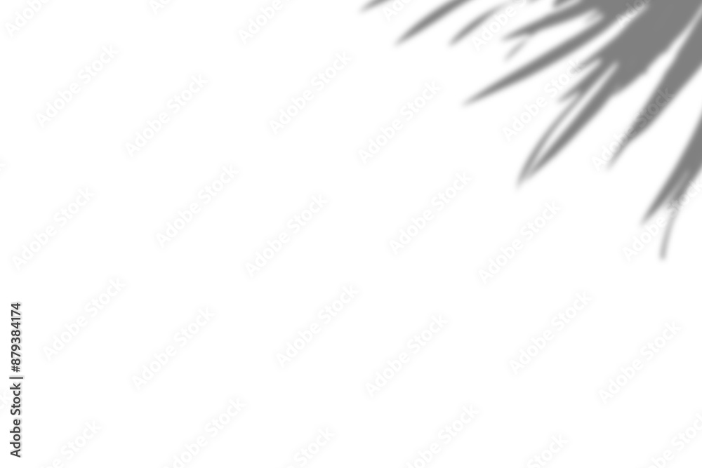 Naklejka premium Plant shadow png, Botanical shadow in transparent background, design palm tropical leaves. Black and white branch shadow overlay effect. For business cards, 