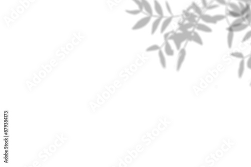 Plant shadow png, Botanical shadow in transparent background, design palm tropical leaves. Black and white branch shadow overlay effect. For business cards, 