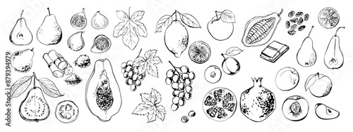 Fruits and berries. Grapes, lemon, figs, papaya. Black ink drawing on a white background.