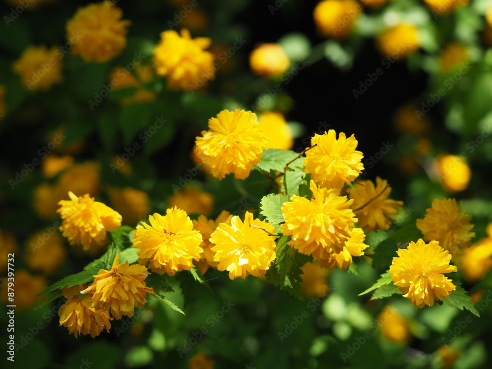可愛いヤマブキの花 可愛いヤマブキの花