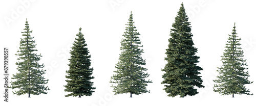 Set of spruce Picea Abies and Pungens Colorado blue green fir evergreen pinaceae needled tree isolated png medium and small on a transparent background perfectly cutout photo