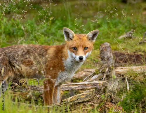 Fox in the forest during daylight