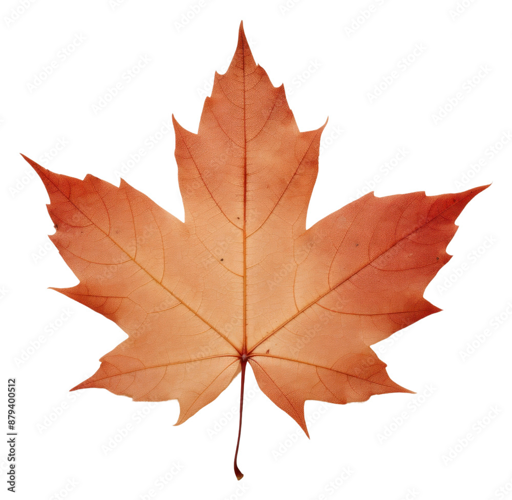 Fototapeta premium PNG Real pressed a single maple leaf plant paper tree.