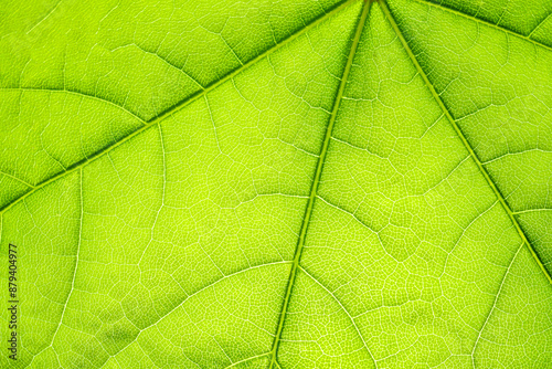 Macro shot of a leaf. Foliage nature background.
