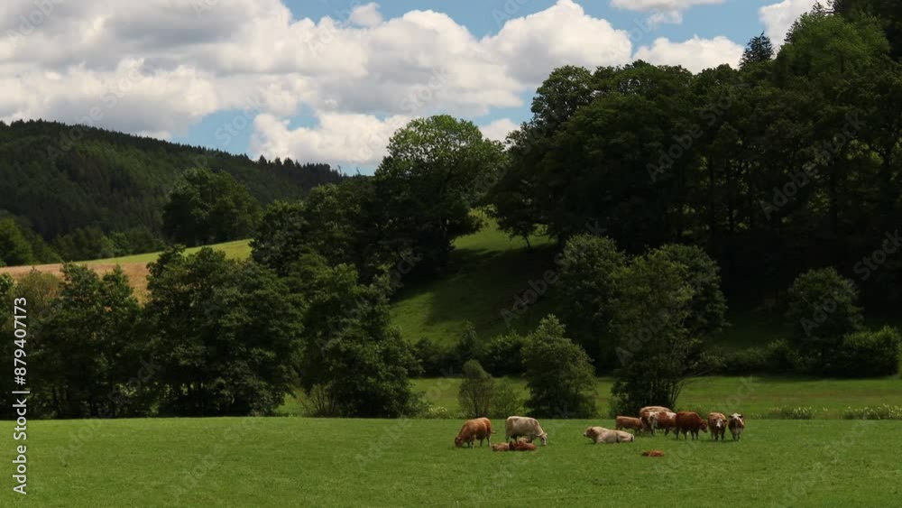 a flock of cows in the countryside 4k 25fps video a flock of cows in the countryside 4k 25fps video