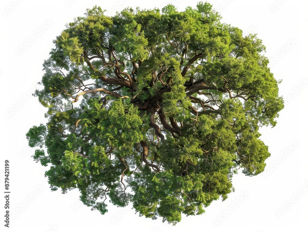 Obraz premium aerial view of a majestic tree with sprawling branches and lush foliage isolated on pure white background intricate details of leaves and bark create a stunning natural mandala