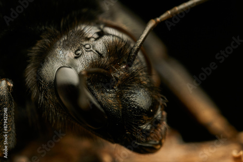 Details of the head of a black bumblebee photo