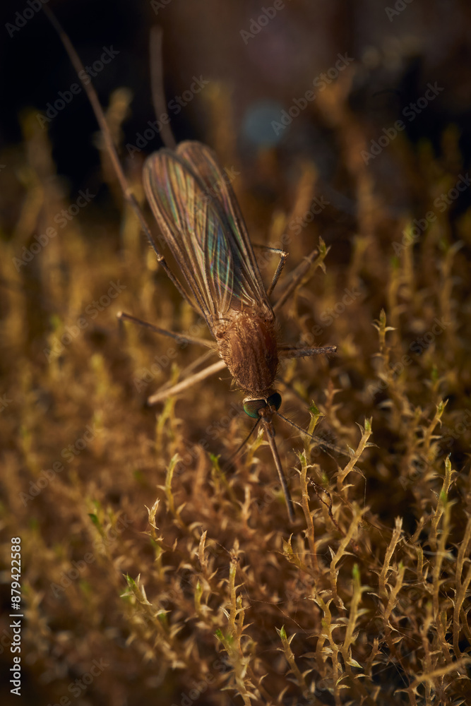 Details of a mosquito perched on vegetation Details of a mosquito perched on vegetation