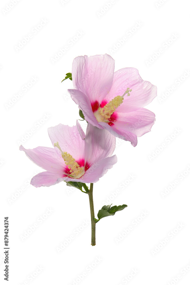purple flower of Hibiscus syriacus on a white background purple flower of Hibiscus syriacus on a white background