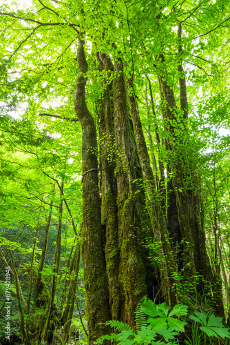 Green forest. Tree with green Leaves and sun light. 