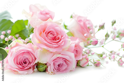 "Pink Rose Flowers on White Background"