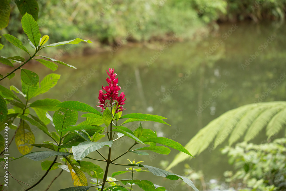 Red flower growing near river in tropical rainforest Red flower growing near river in tropical rainforest