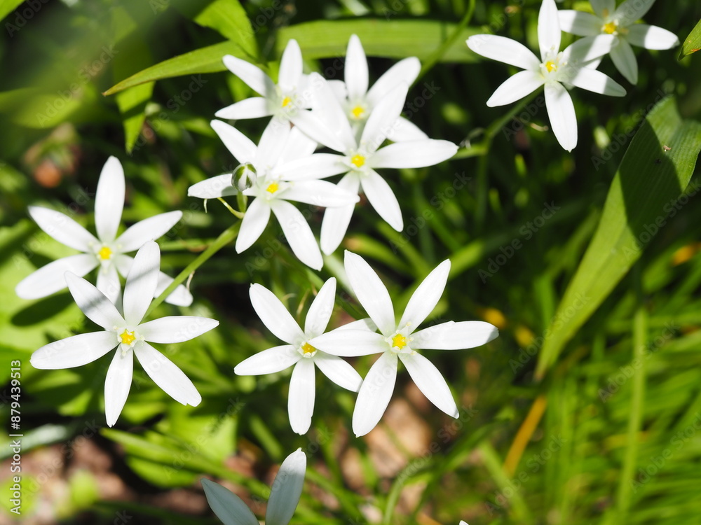 Fototapeta premium オオアマナの白い花