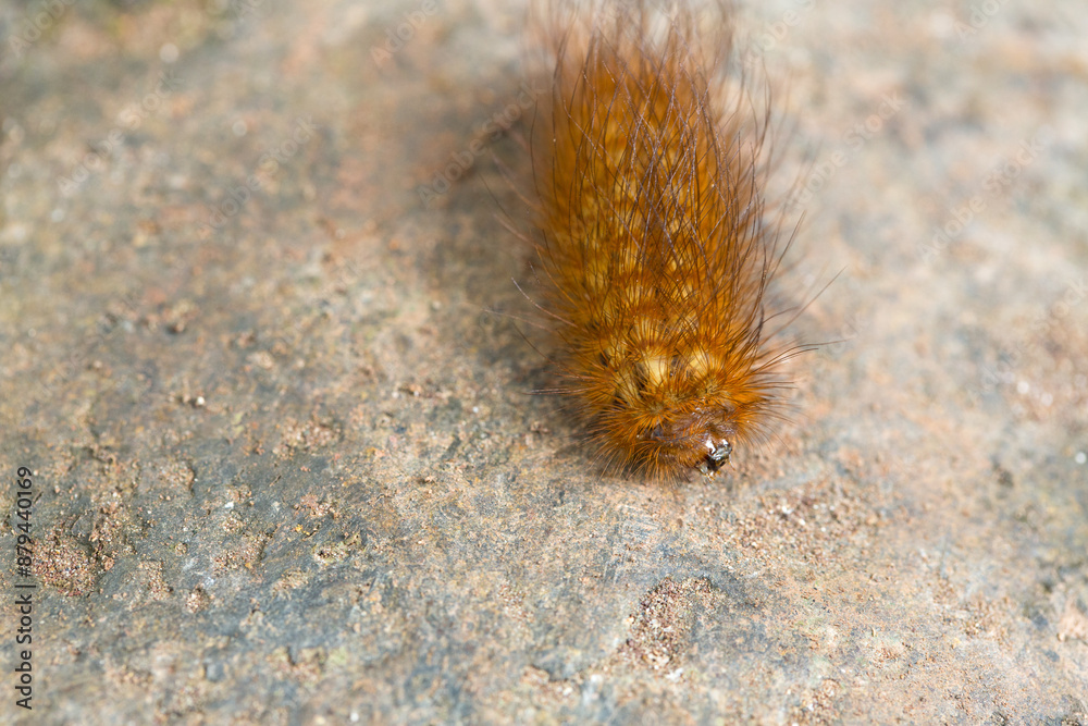 Orange and brown caterpillar crawling on a rock Orange and brown caterpillar crawling on a rock