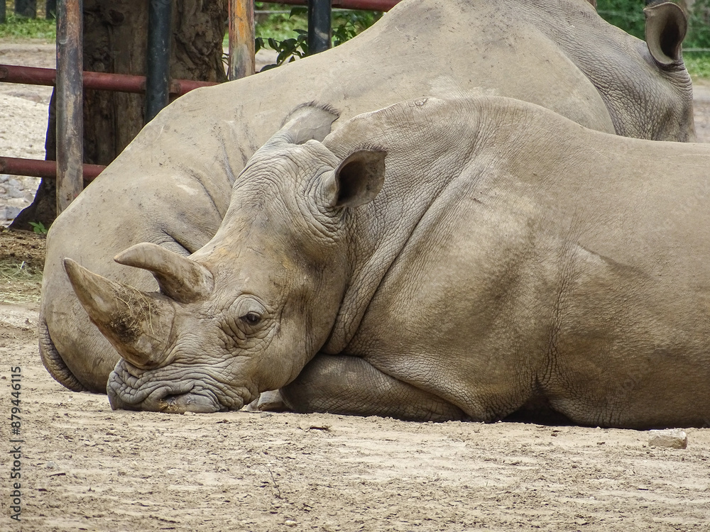 Fototapeta premium Two white rhinos are resting on the ground at zoo