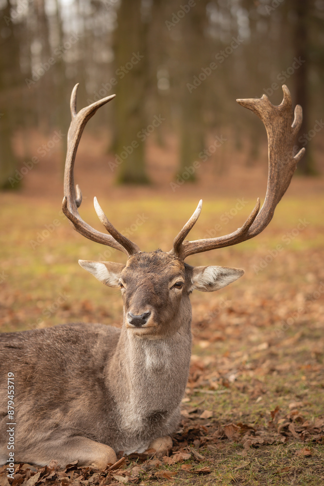 Portrait of Furry European Fallow Deer with Antlers. Ruminant Mammal Lies Down in Blatna Park. Wild Animal in Czech Republic. Portrait of Furry European Fallow Deer with Antlers. Ruminant Mammal Lies Down in Blatna Park. Wild Animal in Czech Republic.