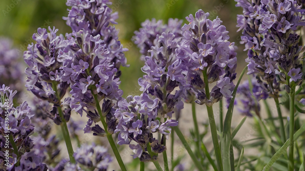 Obraz premium close up of lavender flowers in the garden or lavander field