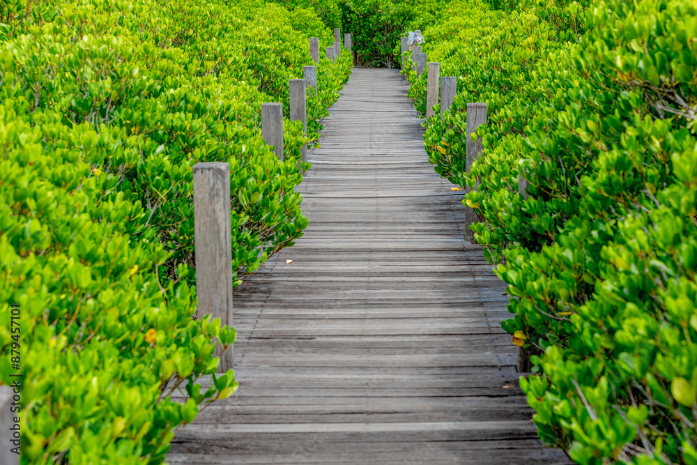 The natural background of the mangrove forest, with many types of trees growing along the coast. The beauty of the ecosystem and is a shelter or nursery for small aquatic animals. The natural background of the mangrove forest, with many types of trees growing along the coast. The beauty of the ecosystem and is a shelter or nursery for small aquatic animals.