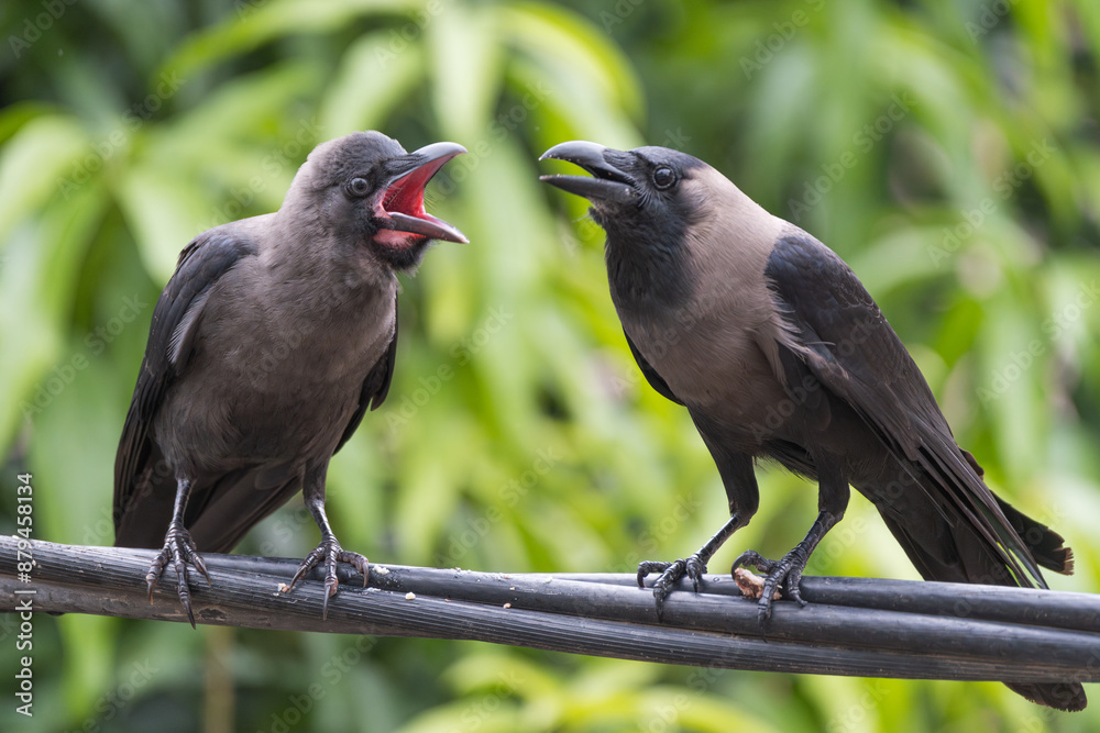 Fototapeta premium House Crow hen feeding its chick. The house crow (Corvus splendens) is a common bird of the crow family. Originally from Asia, it has spread to various parts of the world, often assisted by shipping. 