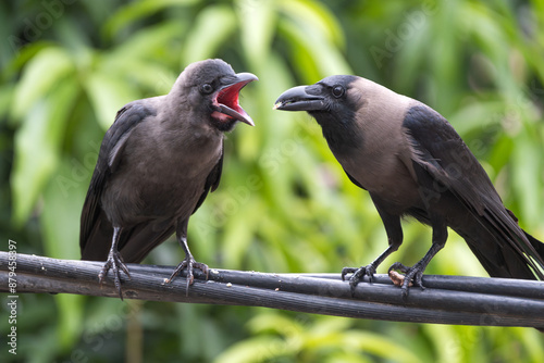 House Crow hen feeding its chick. The house crow (Corvus splendens) is a common bird of the crow family. Originally from Asia, it has spread to various parts of the world, often assisted by shipping.  photo