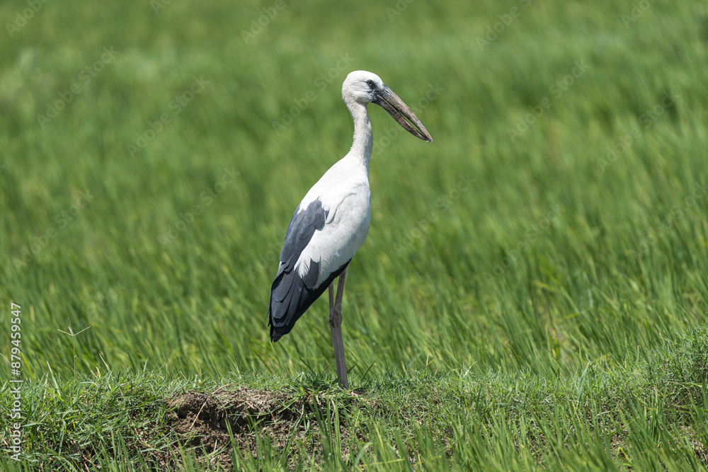 Stork on the field. The Asian openbill or Asian openbill stork (Anastomus oscitans ) is a large wading bird in the stork family greyish or white body with glossy black wings and tail. Stork on the field. The Asian openbill or Asian openbill stork (Anastomus oscitans ) is a large wading bird in the stork family greyish or white body with glossy black wings and tail.