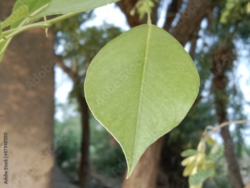 leaves pattern of dalbergia sissoo. North Indian rosewood leaves.shisham leaves pattern background  photo