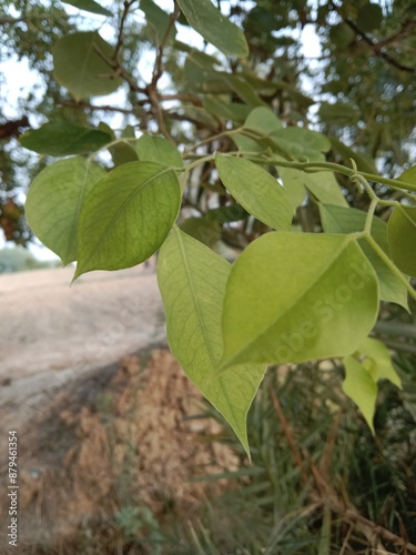 leaves pattern of dalbergia sissoo. North Indian rosewood leaves.shisham leaves pattern background  photo