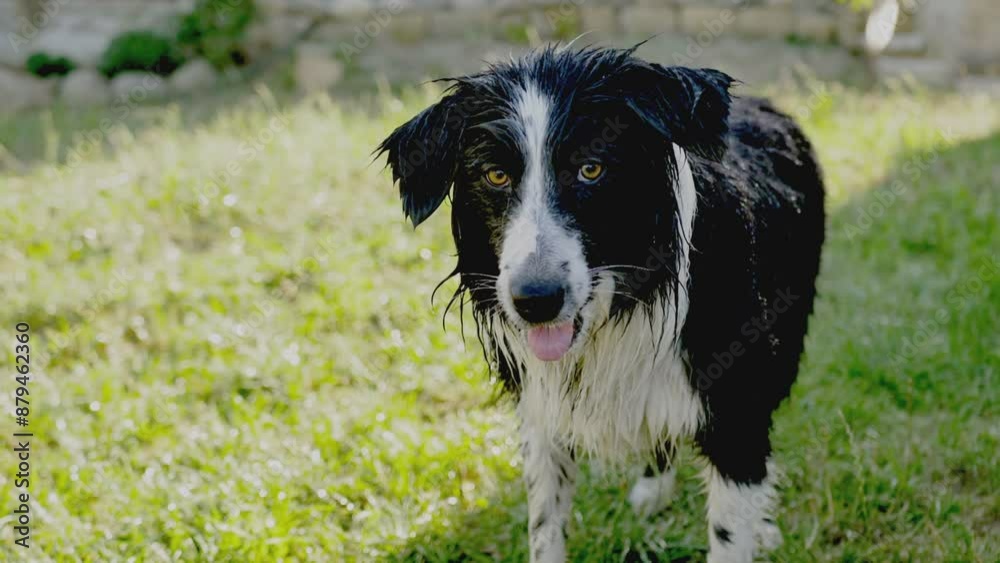 A wet Border Collie dog is breathing heavily after playing with splashes of water from a yard sprinkler on the lawn. Slow motion A wet Border Collie dog is breathing heavily after playing with splashes of water from a yard sprinkler on the lawn. Slow motion