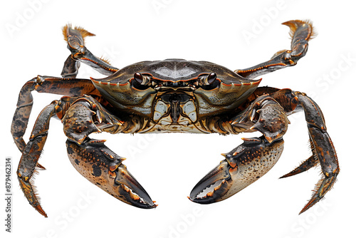 mud crab on white background