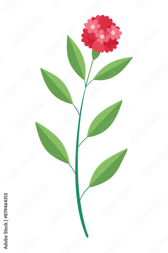 Dianthus Plant minimal design vector illustration Dianthus Plant minimal design vector illustration
