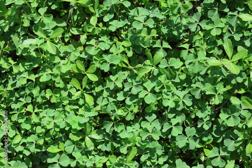 green background of clover in spring