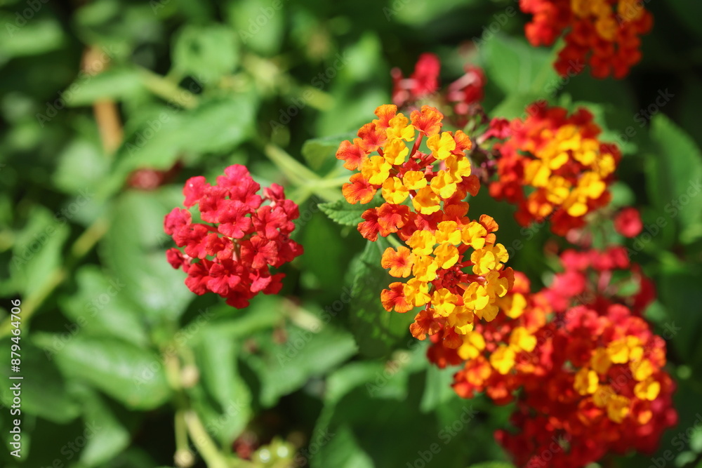 lantana (shrub verbenas or lantanas) flowers lantana (shrub verbenas or lantanas) flowers
