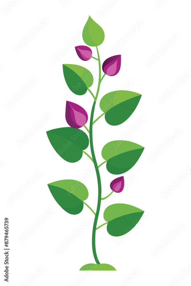 Hyacinth Bean plant minimal design vector illustration Hyacinth Bean plant minimal design vector illustration