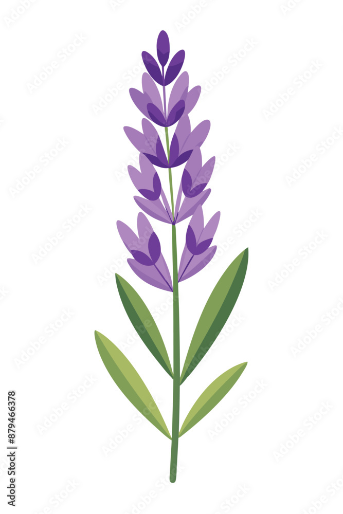 Lavender plant minimal design vector illustration Lavender plant minimal design vector illustration