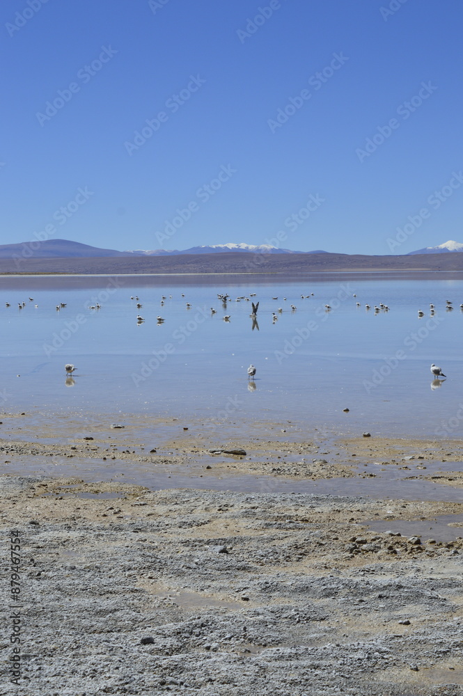 Fototapeta premium Pássaros na água com céu azul e horizonte