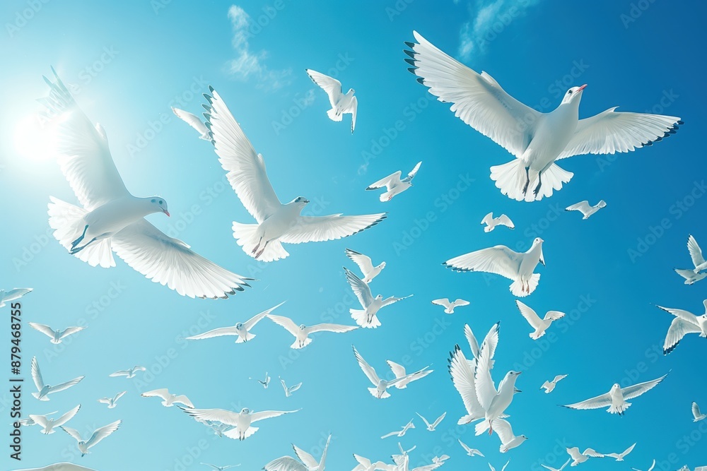 Obraz premium Flock of white birds flying in a clear blue sky