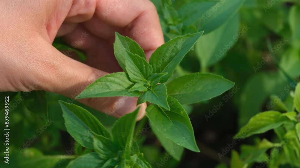 A woman touching the leaves of a basil plant A woman touching the leaves of a basil plant
