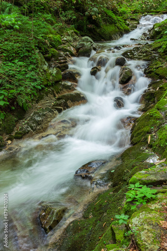 stream in the forest