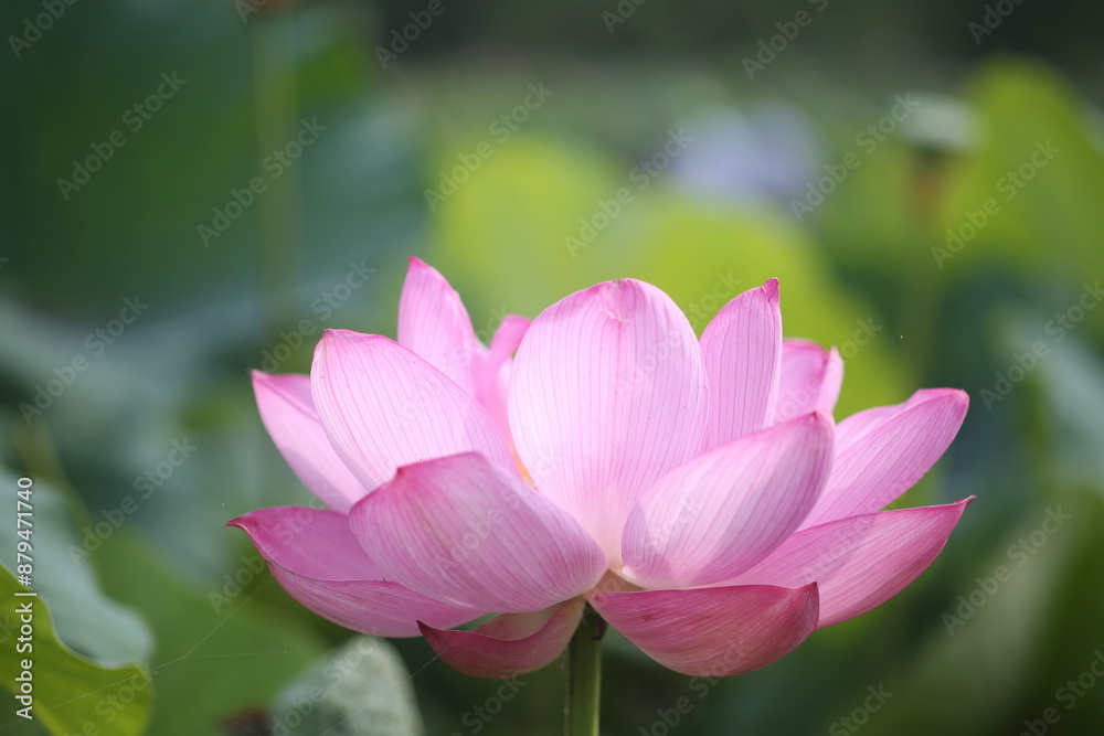 蓮の花 蓮の花
