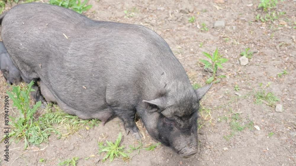 Eco-friendly pen with black pigs. A sow nurses her piglets while the pigs play and roam on vegetation-covered ground, happily in the sunlight. Eco-friendly pen with black pigs. A sow nurses her piglets while the pigs play and roam on vegetation-covered ground, happily in the sunlight.
