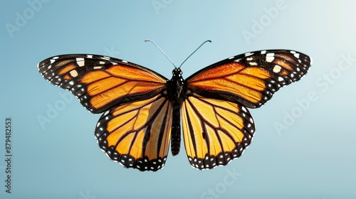 Butterfly wings displaying vivid colors and intricate patterns as they flutter gracefully in the sunshine Illustration, Image, , Minimalism, © DARIKA