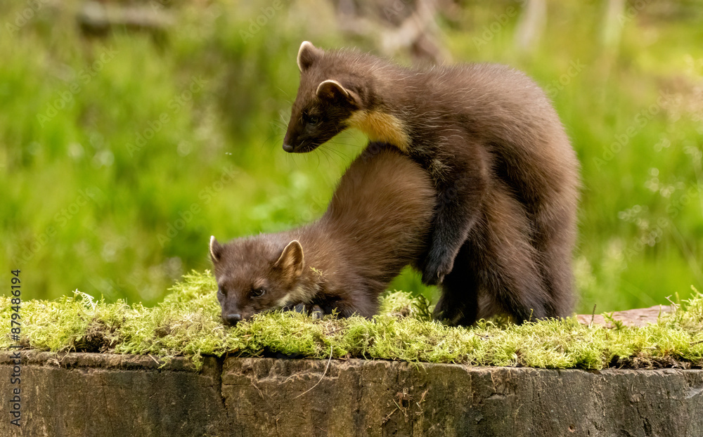 Fototapeta premium Young pine marten kits playing together in the forest