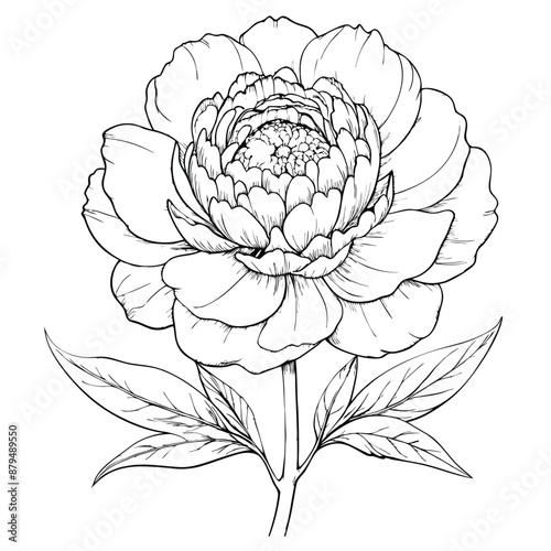Wildflower peony in a vector style isolated. Full name of the plant: peony. Vector flower for background, texture, wrapper pattern, frame or border.