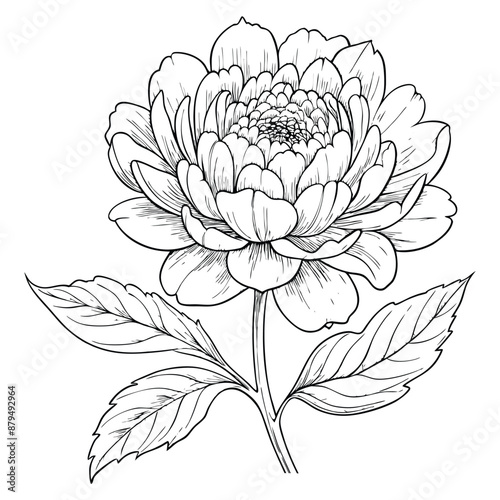 Wildflower peony in a vector style isolated. Full name of the plant: peony. Vector flower for background, texture, wrapper pattern, frame or border.