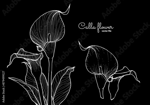 Elegant calla flower, vector hand drawn outline, white on black background. This template is easy to edit and ready to be used in all sorts of projects, either online or print. 